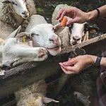 Farma Ovci Terasy Farm stay Nemcicky (Breclav)