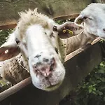 Farma Ovci Terasy Farm stay *