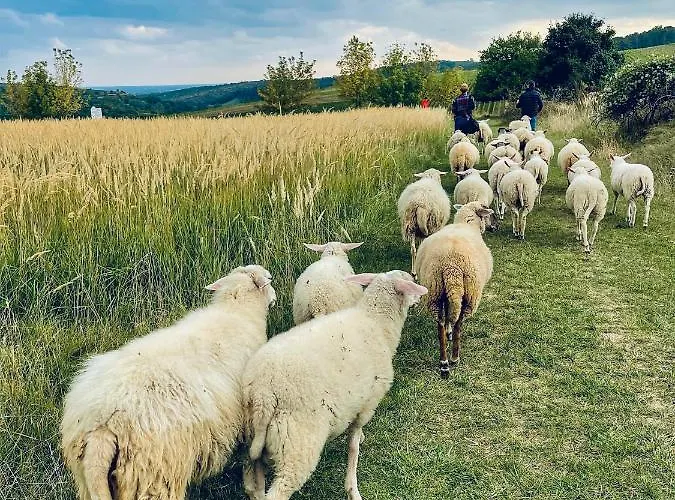 Farma Ovci Terasy